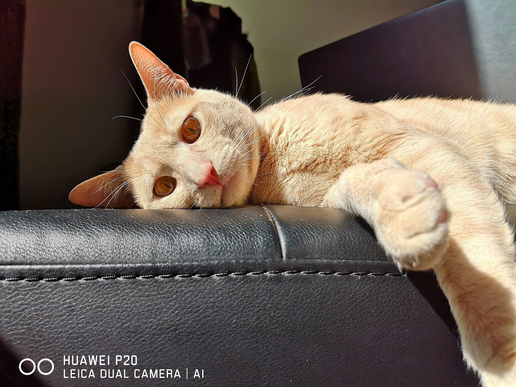 Bibinou participe au concours pour gagner de l'argent avec cette photo : asian, burmilla, carnivore, cat, claw, colorpoint_shorthair, cornish_rex, devon_rex, ear, european_shorthair, eye, fawn, felidae, fur, german_rex, leg, mammal, paw, small_to_medium_sized_cats, whiskers