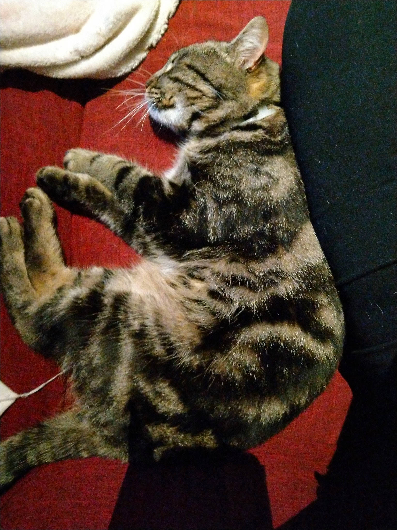 Cookie participe au concours pour gagner de l'argent avec cette photo : american_shorthair, asian, california_spangled, carnivore, cat, domestic_short_haired_cat, dragon_li, egyptian_mau, european_shorthair, felidae, kitten, mammal, ocicat, pixie_bob, small_to_medium_sized_cats, sokoke, tabby_cat, toyger, vertebrate, whiskers