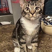 Jasper joined the competition — help win amazing prizes! cat, kitten, tabby, white_paws, white_chest, indoor, kitchen, countertop, curious, pet, animal, feline, ears, eyes, whiskers, domestic, young, brown, black_stripes, sitting