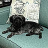 Beau is registered to the contest to win money with this photo: dog, black_dog, couch, pillow, indoor, pet, relaxed, furniture, home, decorative_pillow, sea_theme, animal, canine, resting, living_room, domestic, companion, fur, small_dog, comfort
