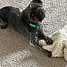 Beau joined the competition — help win amazing prizes! dog, black_dog, pet, carpet, blanket, indoor, collar, cute, animal, paw, fur, laying_down, looking_up, small_dog, companion, domestic_animal, canine, resting, curious, household