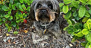 Beau is registered to the contest to win money with this photo: dog, garden, flowers, greenery, plants, foliage, outdoor, pet, cute, small_dog, scruffy, brown, black, fur, nature, soil, mulch, leaves, white_flowers, collar
