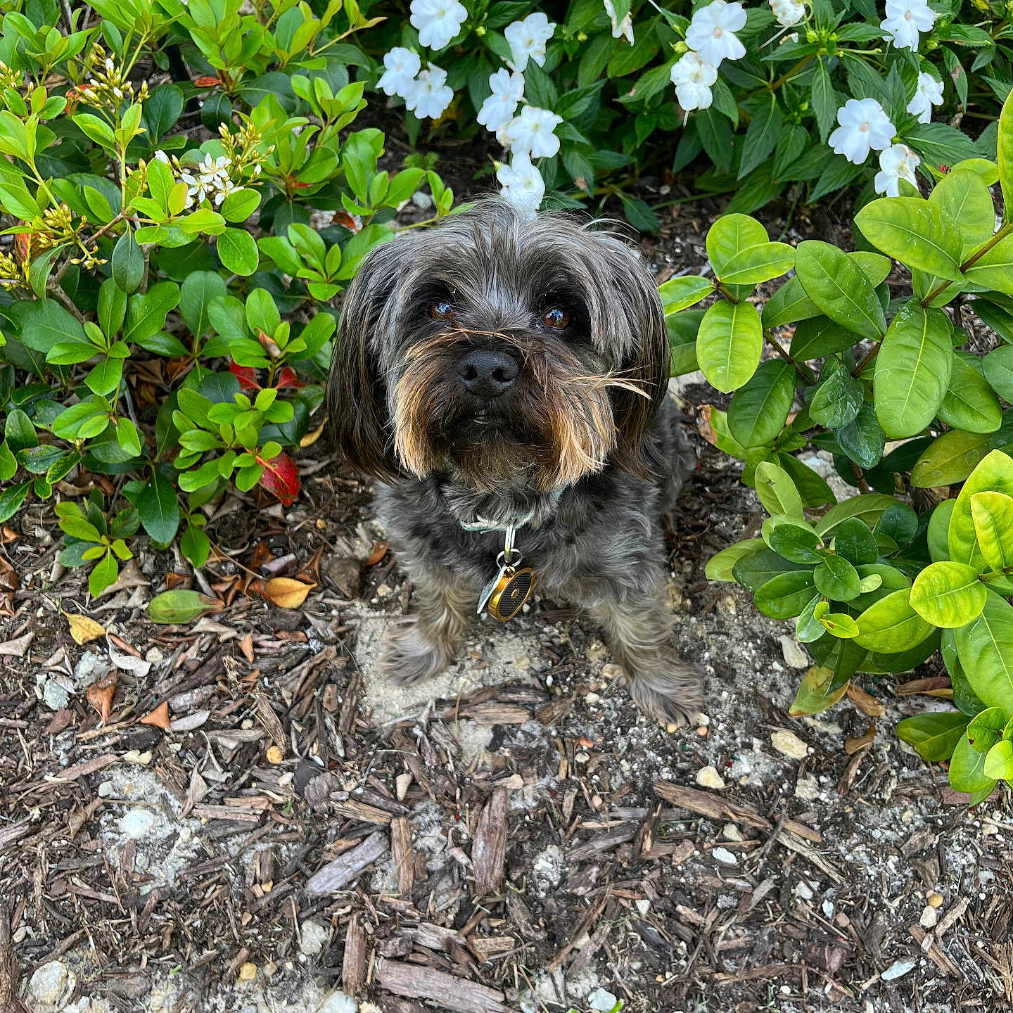 Beau is registered to the contest to win money with this photo: dog, garden, flowers, greenery, plants, foliage, outdoor, pet, cute, small_dog, scruffy, brown, black, fur, nature, soil, mulch, leaves, white_flowers, collar