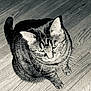 cat, tabby_cat, pet, animal, feline, whiskers, ears, floor, wood_floor, indoor, sitting, looking_up, fur, striped, domestic_animal, close_up, cute, calm, texture, black_and_white