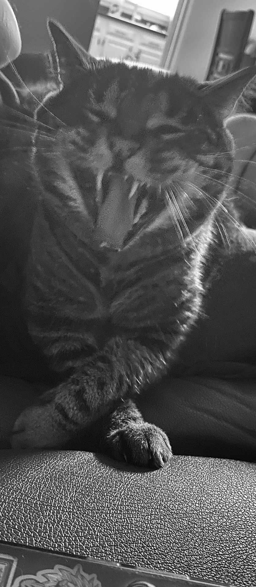Diamond is registered to the contest to win money with this photo: cat, tabby, yawning, teeth, whiskers, paw, close_up, black_and_white, indoor, pet, feline, fur, relaxed, leather, texture, animal, mouth_open, resting, domestic_cat, household