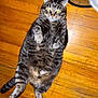 cat, tabby, pet, animal, feline, lying_down, wooden_floor, indoor, cute, relaxed, whiskers, paws, fur, domestic, mammal, sleepy, playful, eyes, tail, flash