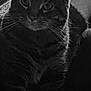 Diamond joined the competition — help win amazing prizes! cat, tabby, animal, pet, feline, whiskers, ears, face, fur, indoor, close_up, black_and_white, portrait, sitting, looking, shadow, dim_light, texture, domestic_animal, cute