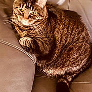 Diamond joined the competition — help win amazing prizes! tabby_cat, cat, pet, feline, animal, indoor, leather_couch, resting, fur, whiskers, ears, tail, domestic_animal, close_up, relaxing, seated, home, comfortable, mammal, cute