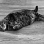 Diamond is registered to the contest to win money with this photo: cat, tabby, pet, animal, feline, lying_down, floor, wooden_floor, relaxed, indoor, whiskers, fur, tail, paw, cute, domestic_animal, resting, black_and_white, striped, sleepy