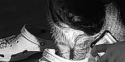 Diamond joined the competition — help win amazing prizes! cat, crocs, shoe, hand, smartphone, wooden_floor, shadow, indoor, black_and_white, decorations, pet, curious, animal, footwear, light, texture, closeup, casual, cozy, playful