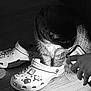 cat, crocs, shoe, hand, smartphone, wooden_floor, shadow, indoor, black_and_white, decorations, pet, curious, animal, footwear, light, texture, closeup, casual, cozy, playful