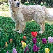 Vasco participe au concours pour gagner de l'argent avec cette photo : dog, golden_retriever, flower, tulip, grass, garden, outdoor, pet, canine, nature, greenery, spring, colorful, plant, animal, fur, leaf, shrub, daylight, landscape