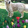 dog, golden_retriever, flower, tulip, grass, garden, outdoor, pet, canine, nature, greenery, spring, colorful, plant, animal, fur, leaf, shrub, daylight, landscape