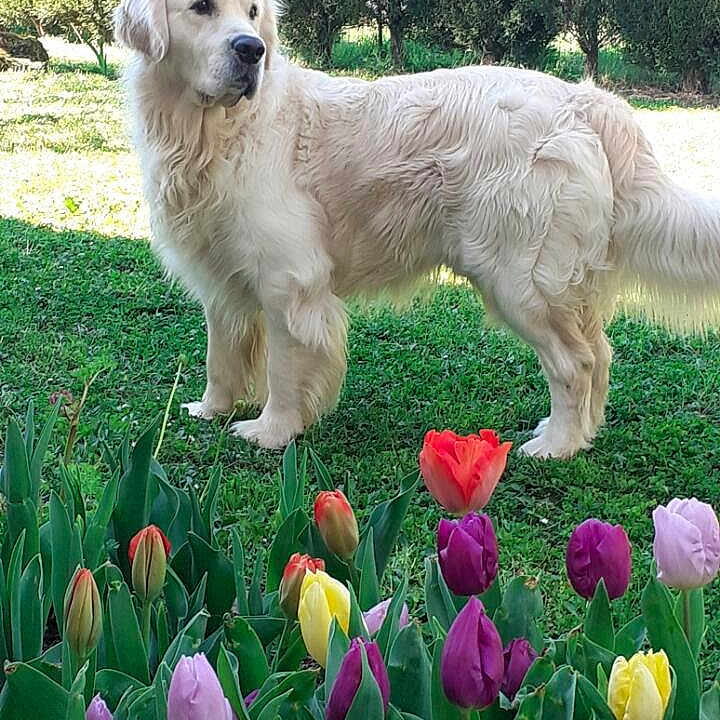 Vasco participe au concours pour gagner de l'argent avec cette photo : dog, golden_retriever, flower, tulip, grass, garden, outdoor, pet, canine, nature, greenery, spring, colorful, plant, animal, fur, leaf, shrub, daylight, landscape