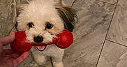 Pax is registered to the contest to win money with this photo: animal, brown_fur, cute, dog, floor, fur, hand, happy, indoor, looking_up, mouth, pet, playful, red, small_dog, tail, tile, tongue, toy, white_fur