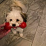 animal, brown_fur, cute, dog, floor, fur, hand, happy, indoor, looking_up, mouth, pet, playful, red, small_dog, tail, tile, tongue, toy, white_fur