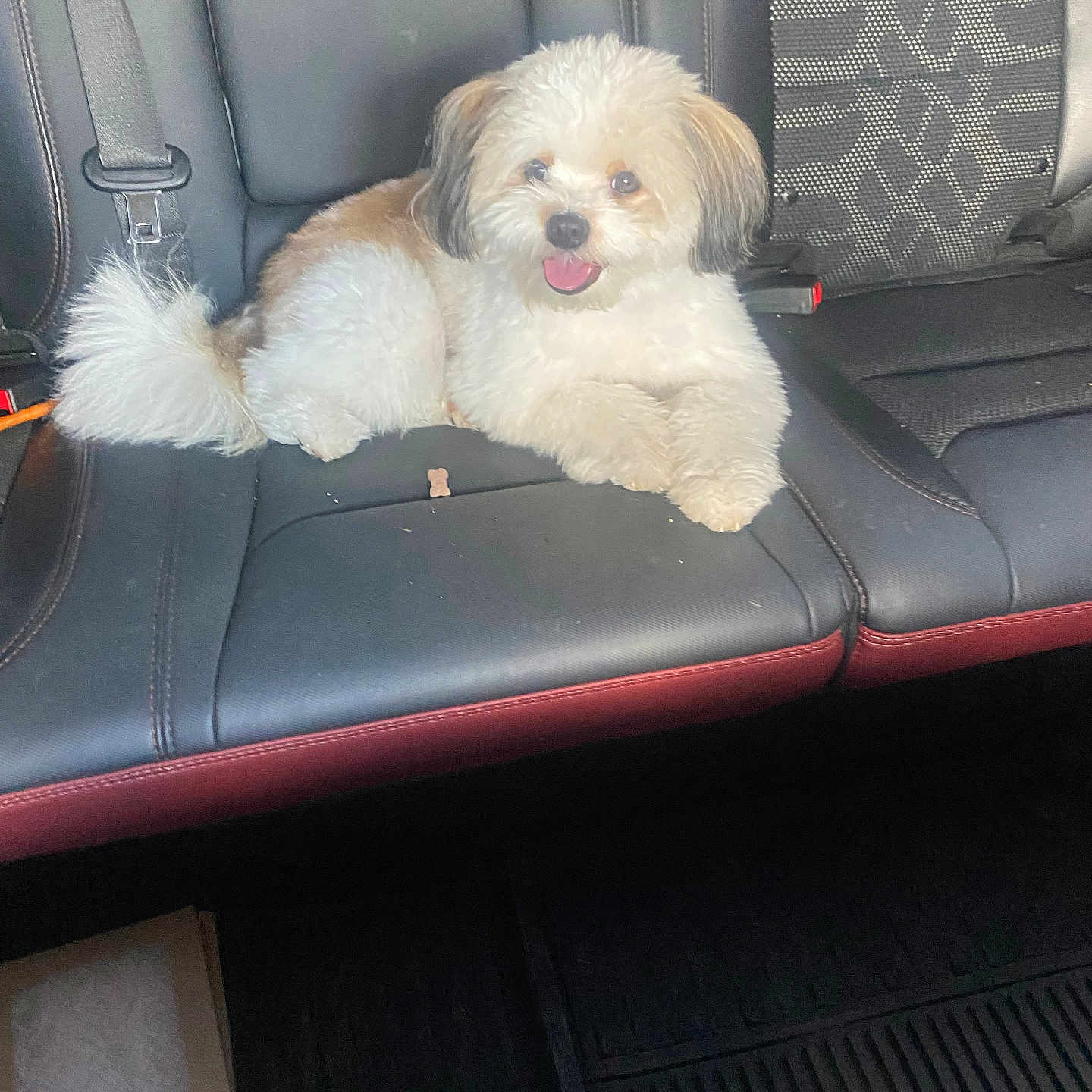 Pax is registered to the contest to win money with this photo: animal, canine, car_seat, companion, cute, dog, domestic_animal, fluffy, fur, happy, interior, leather, pet, seatbelt, sitting, small_dog, tongue_out, transportation, travel, vehicle