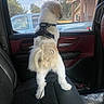 Pax joined the competition — help win amazing prizes! back_seat, black, blue_truck, car_interior, clouds, curious, daytime, dog, door, fur, harness, house, leash, pet, red, seat, standing, tree, vehicle, window