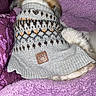 Pax is registered to the contest to win money with this photo: animal, blanket, comfort, cozy, dog, domestic_animal, ears, fur, indoor, knitwear, pattern, pet, purple_blanket, resting, sleeping, snuggled, soft, sweater, textile, warm