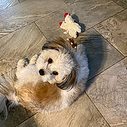 Pax joined the competition — help win amazing prizes! animal, brown_fur, companion, curious, cute, dog, floor, fluffy, indoor, looking_up, paw, pet, playing, plush_toy, relaxing, shadow, small_dog, tile, toy, white_fur