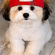 Pax is registered to the contest to win money with this photo: adorable, animal, black_eyes, canine, curious, cute, dog, floor, fluffy, headwear, indoor, pet, pet_portrait, puppy, red_cap, sitting, small_dog, tile, white_fur, young_dog