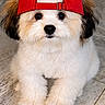 adorable, animal, black_eyes, canine, curious, cute, dog, floor, fluffy, headwear, indoor, pet, pet_portrait, puppy, red_cap, sitting, small_dog, tile, white_fur, young_dog