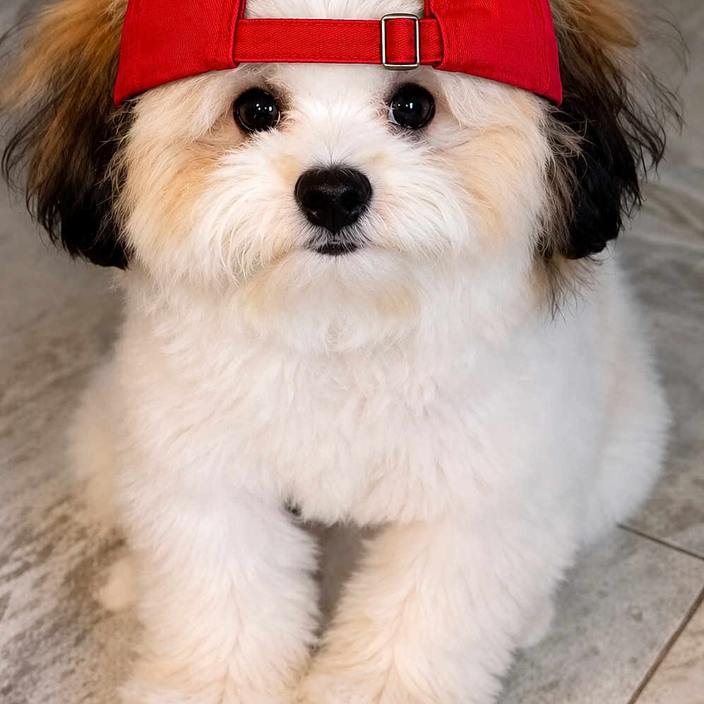 Pax is registered to the contest to win money with this photo: adorable, animal, black_eyes, canine, curious, cute, dog, floor, fluffy, headwear, indoor, pet, pet_portrait, puppy, red_cap, sitting, small_dog, tile, white_fur, young_dog