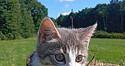 Choupette a rejoint le concours — aidez-le/la à gagner de superbes lots ! animal, blue_sky, cat, close_up, clouds, collar, curious, cute, field, grass, greenery, hay, kitten, nature, outdoor, pet, playing, sunny, trees, young
