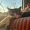 Choupette a rejoint le concours — aidez-le/la à gagner de superbes lots ! cat, sleeping, cushion, striped, window, sunlight, indoor, cozy, pet, paw, tail, feline, soft, relaxing, warm_light, fairy_lights, home, resting, fur, comfort
