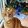 Roudoudou participe au concours pour gagner de l'argent avec cette photo : cat, orange_tabby, pet, window, christmas_tree, ornaments, blue_ornaments, silver_tinsel, holiday, festive, lights, indoor, collar, whiskers, fur, animal, cute, sitting, floor, decorations