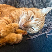 Roudoudou participe au concours pour gagner de l'argent avec cette photo : cat, ginger_cat, feline, pet, sleepy, relaxed, whiskers, fur, paw, closeup, indoor, blanket, pattern, texture, animal, cute, resting, soft, cozy, portrait