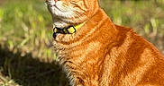 Roudoudou a rejoint le concours — aidez-le/la à gagner de superbes lots ! cat, orange_tabby, pet, outdoor, sunlight, grass, feline, animal, collar, sitting, nature, whiskers, ears, fur, striped, daylight, closeup, mammal, cute, domestic_cat
