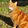 cat, orange_tabby, pet, outdoor, sunlight, grass, feline, animal, collar, sitting, nature, whiskers, ears, fur, striped, daylight, closeup, mammal, cute, domestic_cat