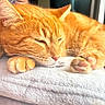 Roudoudou a rejoint le concours — aidez-le/la à gagner de superbes lots ! cat, orange_tabby, sleeping, paw, fur, blanket, pet, domestic_animal, closeup, relaxing, indoor, cozy, feline, whiskers, soft, resting, animal, cute, mammal, nap