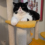 Teddy is registered to the contest to win money with this photo: cat, black_and_white, cat_tree, indoor, pet, feline, fluffy, paw, relaxed, toy, yellow, white, fur, animal, cute, resting, portrait, household, cozy, domestic
