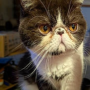 Kokobean joined the competition — help win amazing prizes! cat, close_up, brown_and_white, whiskers, amber_eyes, indoor, pet, animal, feline, cute, fur, face, portrait, looking, domestic_cat, focused, long_whiskers, expression, close_up_shot, mammal