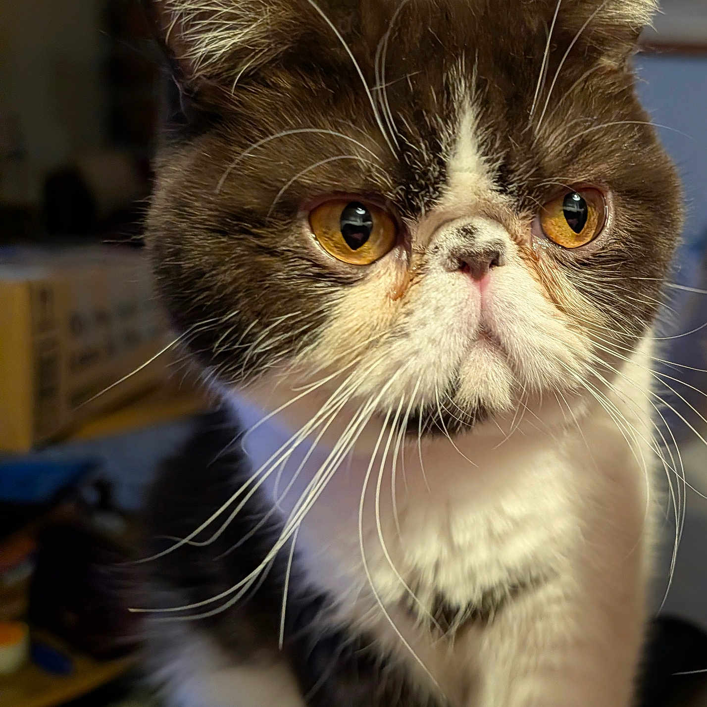Kokobean joined the competition — help win amazing prizes! amber_eyes, animal, brown_and_white, cat, close_up, close_up_shot, cute, domestic_cat, expression, face, feline, focused, fur, indoor, long_whiskers, looking, mammal, pet, portrait, whiskers