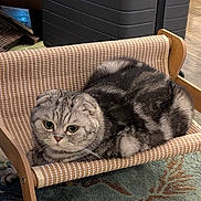 Thor Mayfield joined the competition — help win amazing prizes! animal, carpet, cat, cozy, cute, domestic, eyes, fur, furniture, hammock, indoor, mammal, pattern, pet_bed, relaxed, resting, scottish_fold, small_pet, wooden_frame, woven_fabric