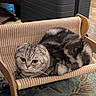 animal, carpet, cat, cozy, cute, domestic, eyes, fur, furniture, hammock, indoor, mammal, pattern, pet_bed, relaxed, resting, scottish_fold, small_pet, wooden_frame, woven_fabric
