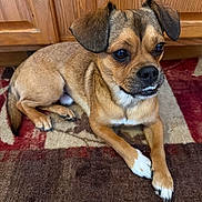 Gizmo is registered to the contest to win money with this photo: dog, pet, brown_dog, small_dog, canine, indoor, carpet, rug, wooden_cabinet, resting, laying_down, curious, cute, animal, domestic_animal, paw, ears, snout, fur, companion