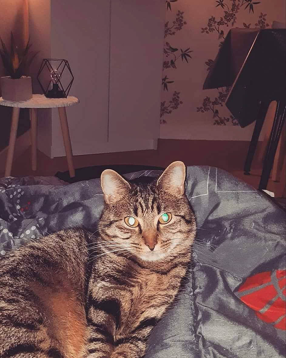 Ivory participe au concours pour gagner de l'argent avec cette photo : american_shorthair, asian, bengal, california_spangled, carnivore, cat, domestic_short_haired_cat, dragon_li, egyptian_mau, european_shorthair, felidae, fur, mammal, ocicat, pixie_bob, room, small_to_medium_sized_cats, tabby_cat, toyger, whiskers