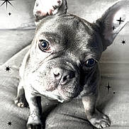 Bentlry is registered to the contest to win money with this photo: adorable, animal, black_and_white, companion, couch, cute, dog, ears, expression, face, french_bulldog, fur, indoor, looking_up, nose, pet, puppy, sitting, small_dog, star_doodles