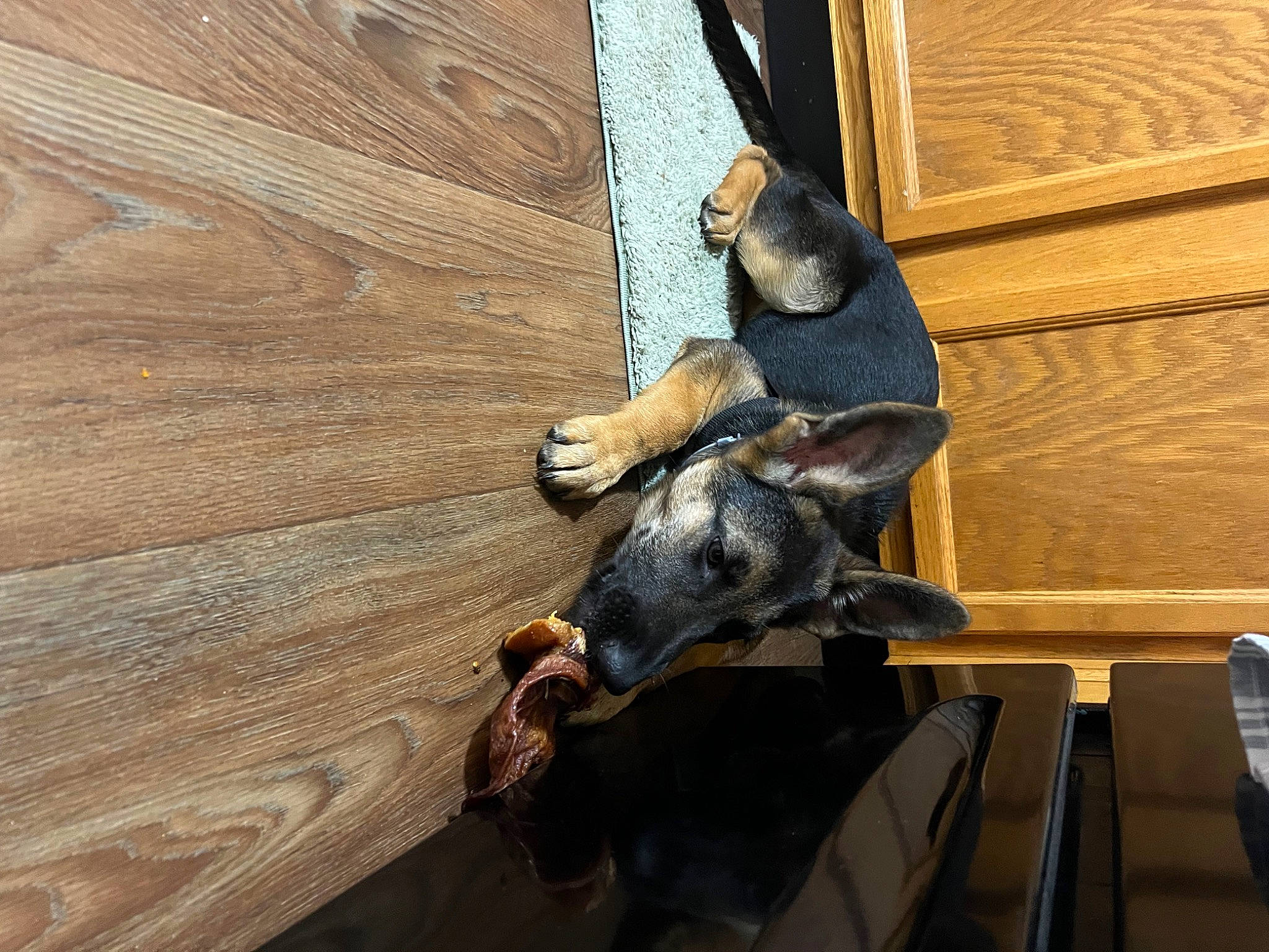 Willow joined the competition — help win amazing prizes! fawn, flooring, fur, hardwood, hat, livestock, lumber, plank, plywood, recreation, snout, sporting_group, tail, terrestrial_animal, varnish, wildlife, wood, wood_stain, working_animal, zoo