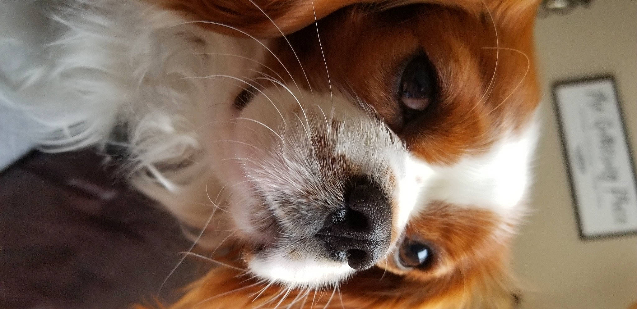 Felix is registered to the contest to win money with this photo: balinese, carnivore, cat, close_up, companion_dog, dog_breed, ear, eyelash, felidae, fur, macro_photography, paw, small_to_medium_sized_cats, snout, sporting_group, terrestrial_animal, whiskers