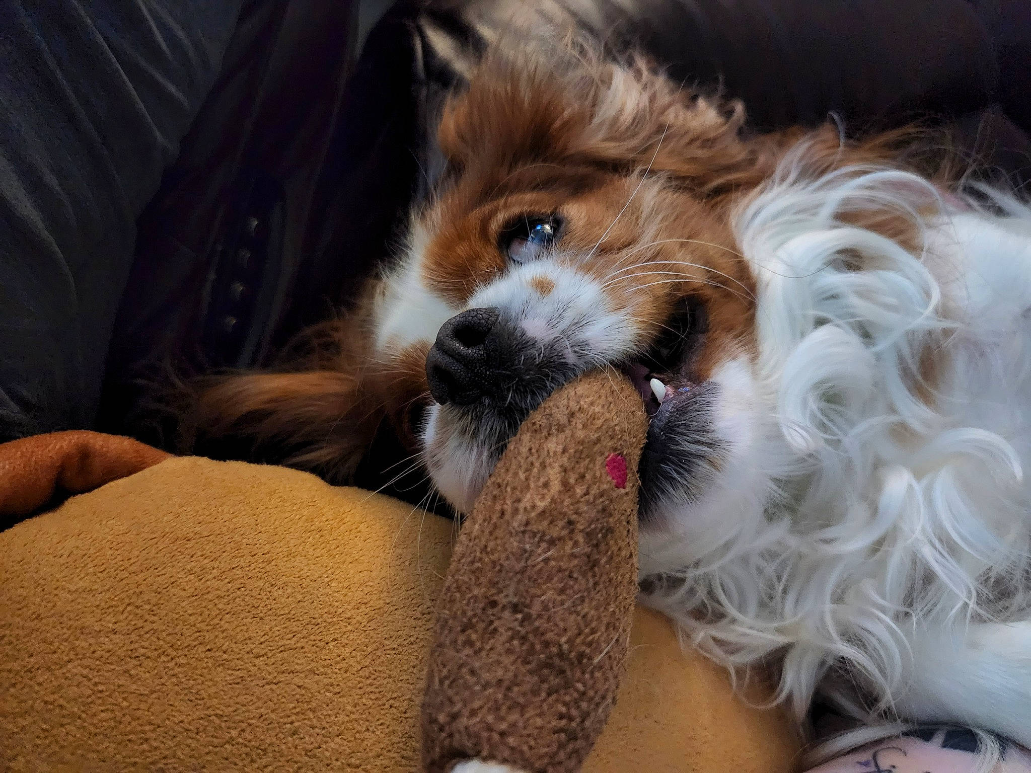 Felix joined the competition — help win amazing prizes! canidae, carnivore, comfort, companion_dog, dog, dog_breed, eyewear, fawn, fur, liver, non_sporting_group, pomeranian, puppy_love, spaniel, sporting_group, terrier, toy_dog, whiskers, working_animal