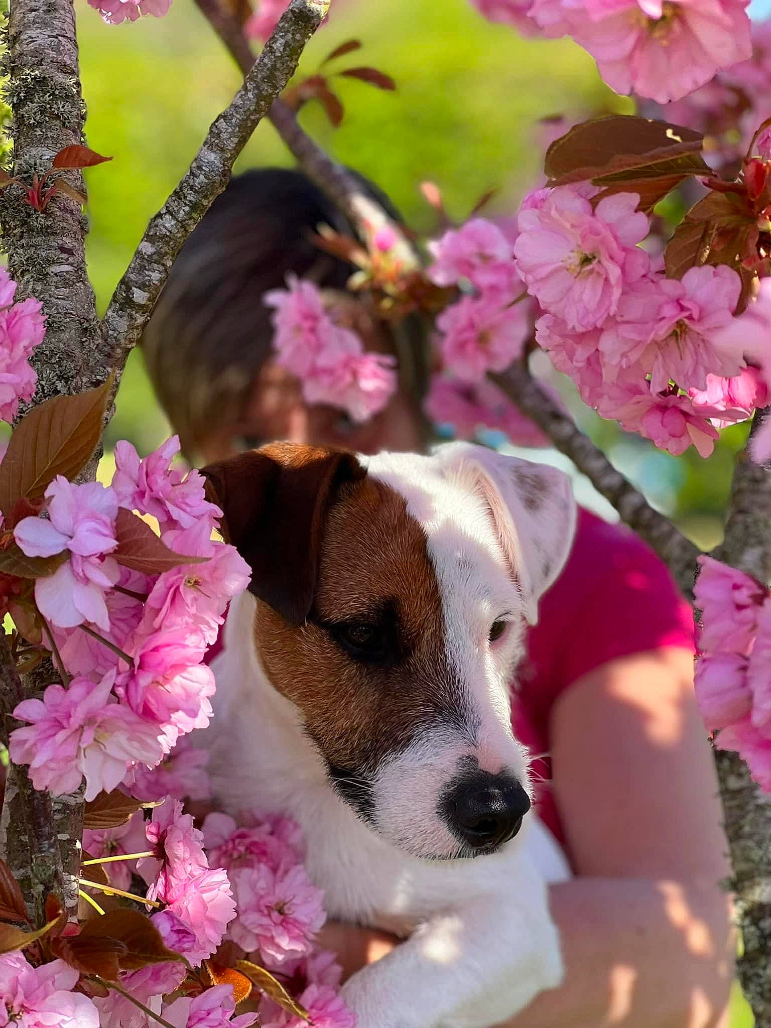 Natsu a rejoint le concours — aidez-le/la à gagner de superbes lots ! annual_plant, blossom, carnivore, cherry_blossom, collar, companion_dog, dog, dog_breed, dog_collar, dog_supply, fawn, flower, flowering_plant, grass, magenta, petal, pink, plant, prunus, twig