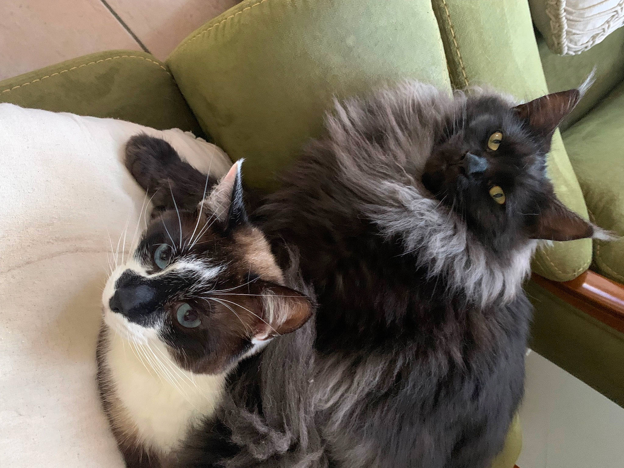 Taya a rejoint le concours — aidez-le/la à gagner de superbes lots ! black_cat, bombay, british_longhair, carnivore, cat, cat_supply, claw, comfort, couch, domestic_short_haired_cat, felidae, fur, grey, paw, small_to_medium_sized_cats, snout, tail, terrestrial_animal, whiskers