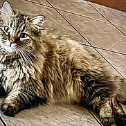 Holly is registered to the contest to win money with this photo: cat, tabby, fluffy, pet, animal, indoor, floor, tile, relaxed, lying_down, whiskers, feline, cute, domestic_animal, fur, mammal, eyes, collar, paws, resting