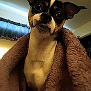 Romeo is registered to the contest to win money with this photo: dog, pet, blanket, indoor, curious, brown, white, black, fur, ears, portrait, cozy, snug, looking_up, animal, cute, companion, domestic, household, expression