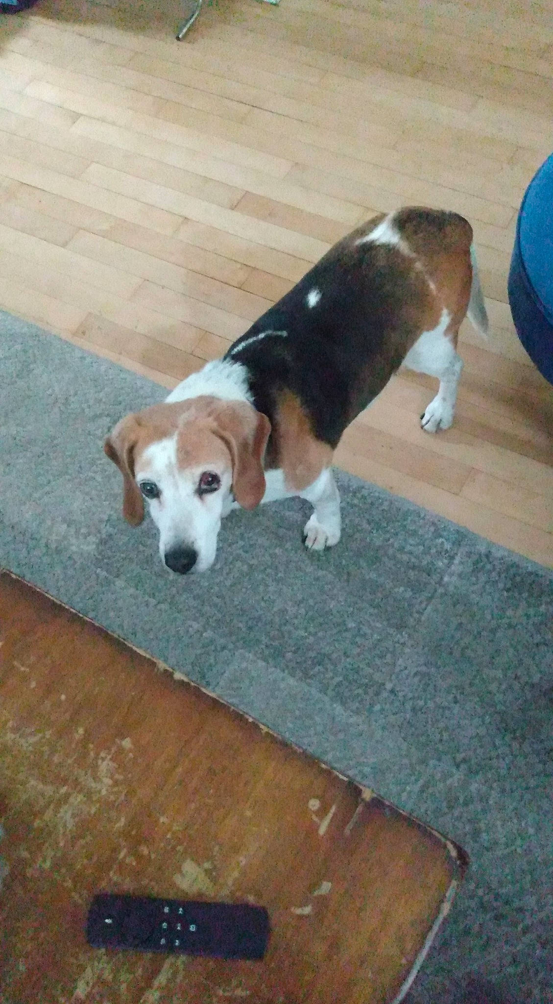 Amos joined the competition — help win amazing prizes! balloon, canidae, carnivore, collar, companion_dog, dog, dog_breed, fawn, floor, flooring, hound, liver, mammal, mobile_phone, pet_supply, snout, sporting_group, tail, vertebrate, working_animal